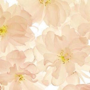 Meet your Posher, Fabiola